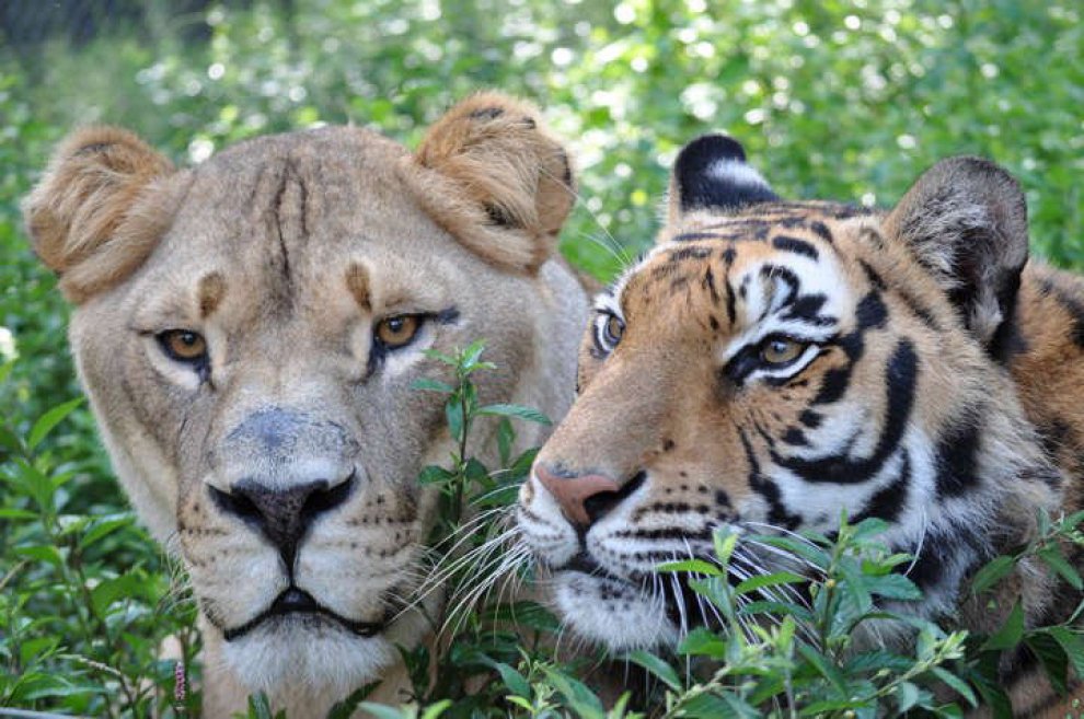 Un leone, un orso e una tigre: tre fratelli inseparabili