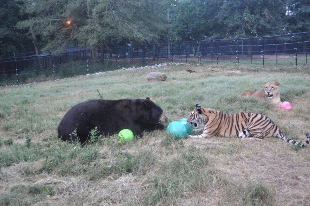 Un leone, un orso e una tigre: tre fratelli inseparabili