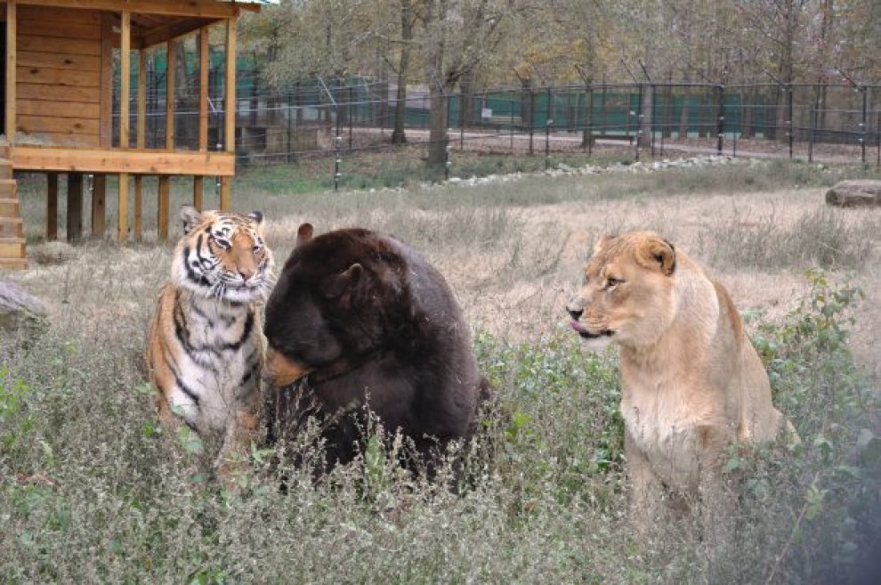 Un leone, un orso e una tigre: tre fratelli inseparabili