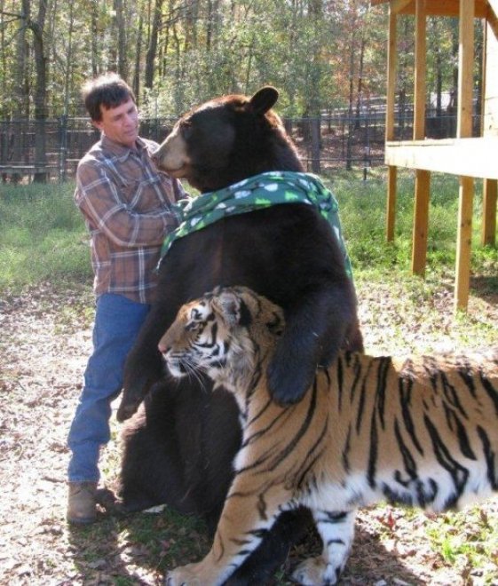 Un leone, un orso e una tigre: tre fratelli inseparabili