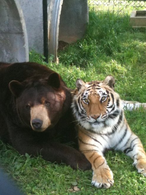Un leone, un orso e una tigre: tre fratelli inseparabili