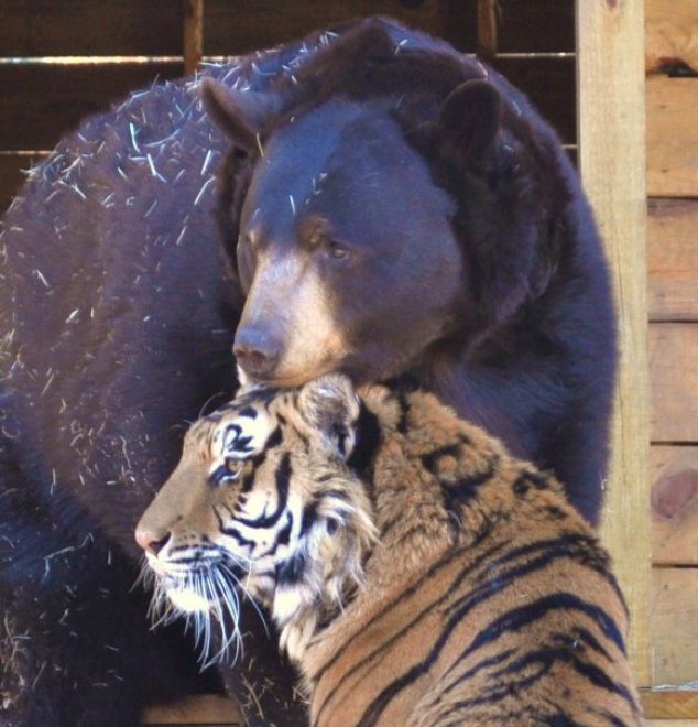 Un leone, un orso e una tigre: tre fratelli inseparabili