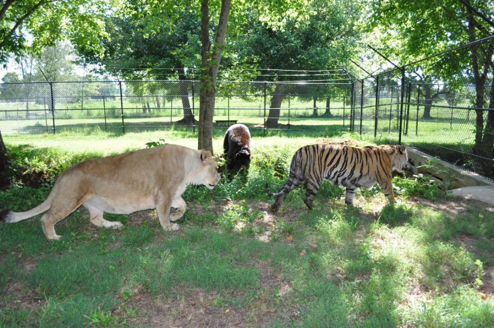 Un leone, un orso e una tigre: tre fratelli inseparabili