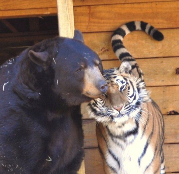 Un leone, un orso e una tigre: tre fratelli inseparabili