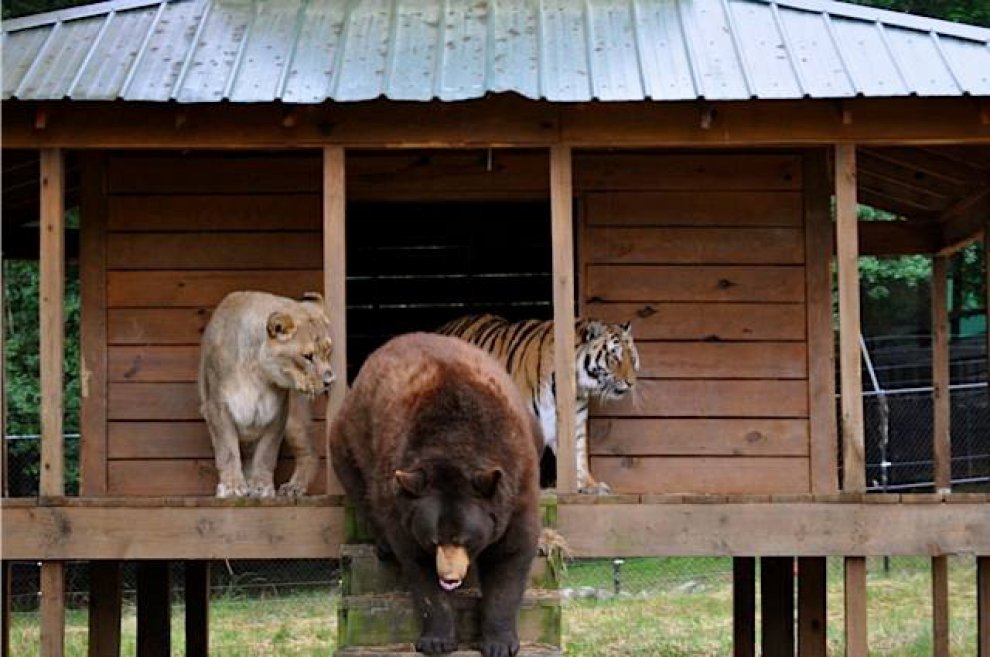 Un leone, un orso e una tigre: tre fratelli inseparabili