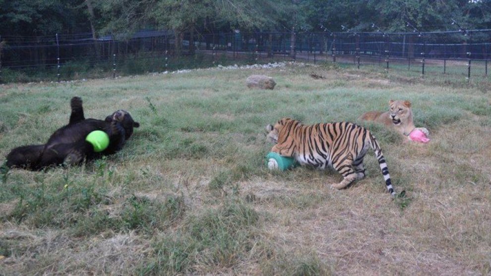 Un leone, un orso e una tigre: tre fratelli inseparabili