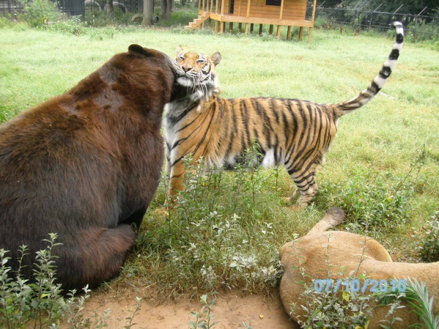 Un leone, un orso e una tigre: tre fratelli inseparabili