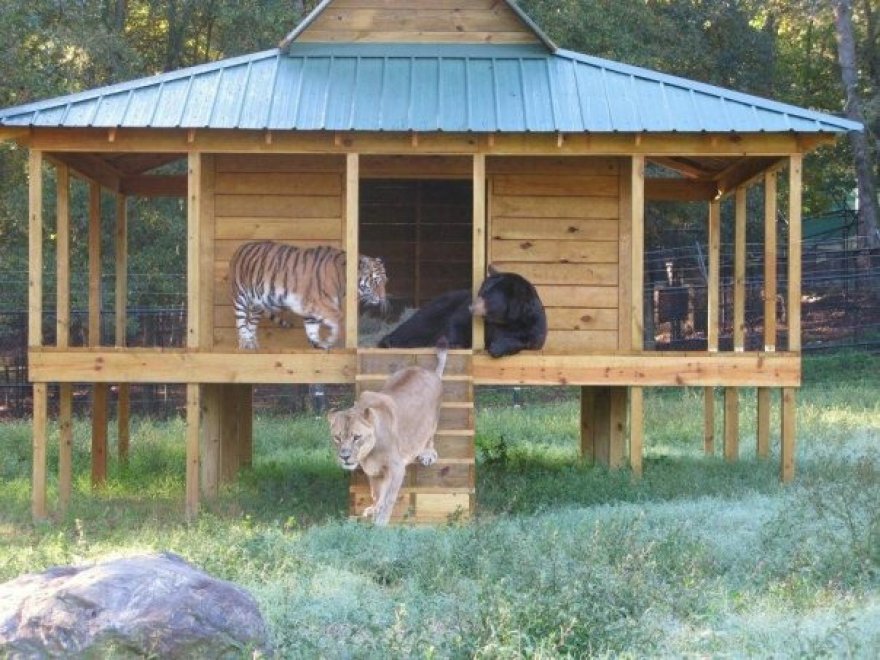 Un leone, un orso e una tigre: tre fratelli inseparabili