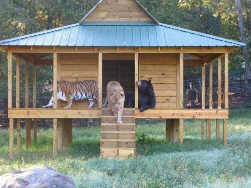 Un leone, un orso e una tigre: tre fratelli inseparabili