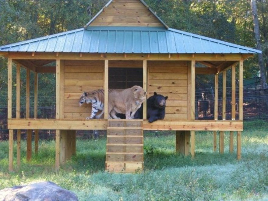 Un leone, un orso e una tigre: tre fratelli inseparabili