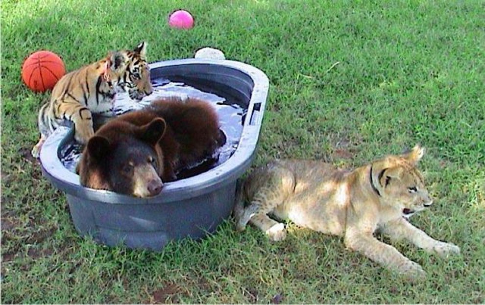 Un leone, un orso e una tigre: tre fratelli inseparabili