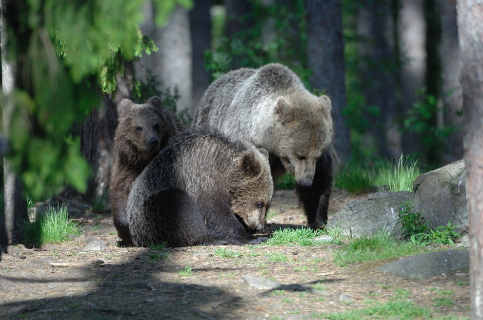 Vita da orso sulle montagne del Trentino