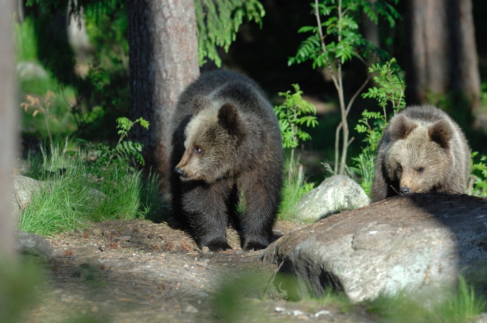 Vita da orso sulle montagne del Trentino