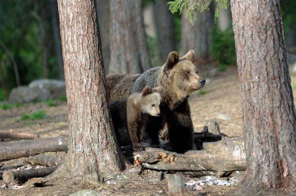 Vita da orso sulle montagne del Trentino