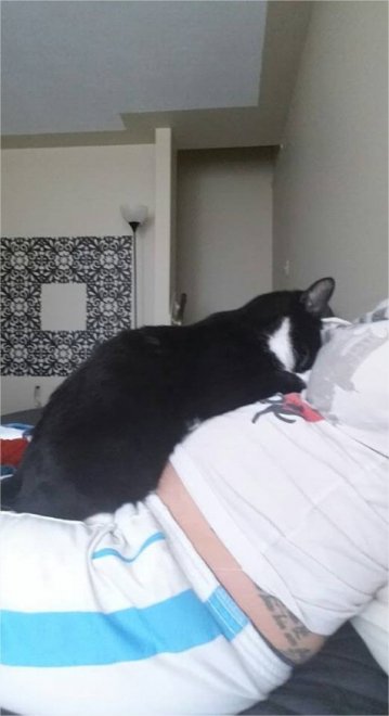 Nove mesi sul pancione di mamma: ora è il gatto la miglior "tata" di Sean 