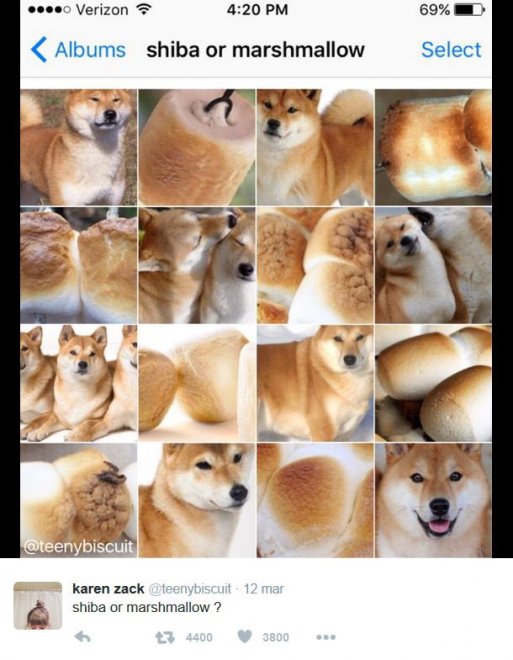 È un muffin o un chihuahua? Le incredibili somiglianze tra animali e cibo