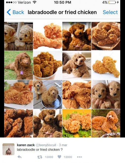 È un muffin o un chihuahua? Le incredibili somiglianze tra animali e cibo