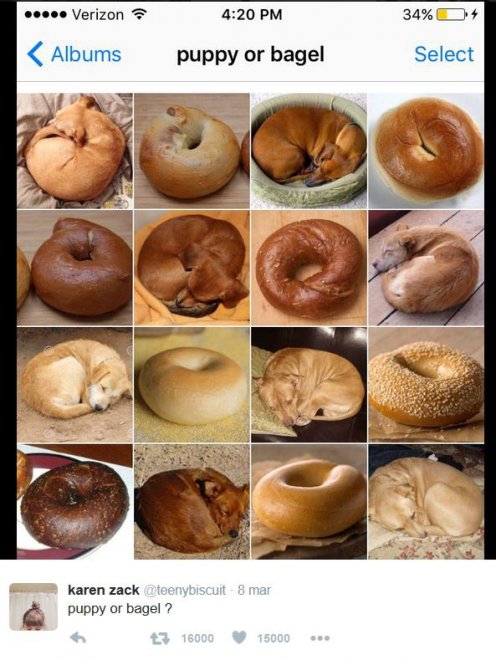 È un muffin o un chihuahua? Le incredibili somiglianze tra animali e cibo