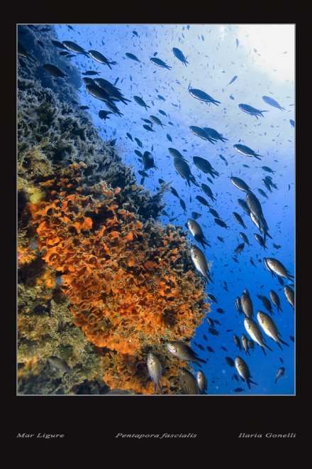 Biodiversità, una mostra racconta i fondali della Liguria al Parlamento Europeo
