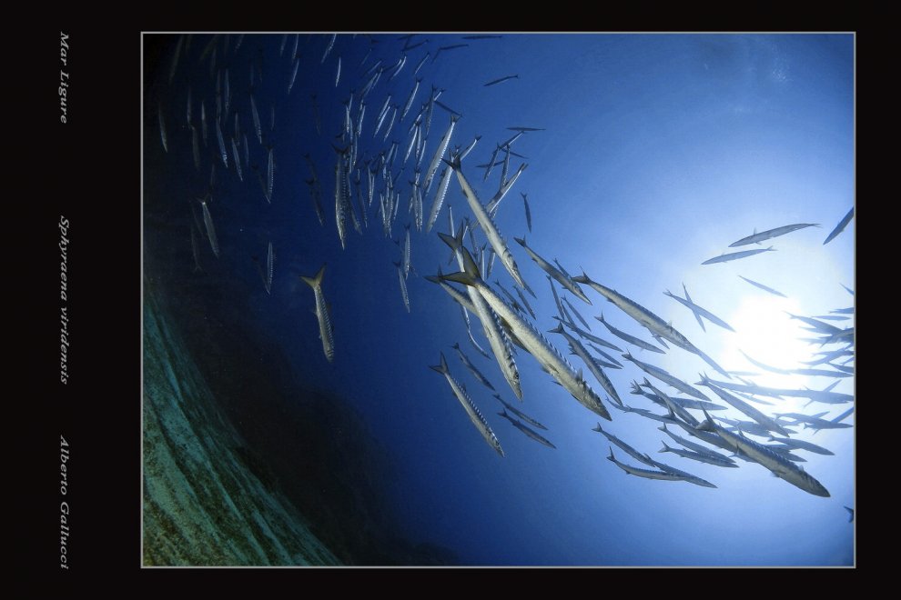 Biodiversità, una mostra racconta i fondali della Liguria al Parlamento Europeo