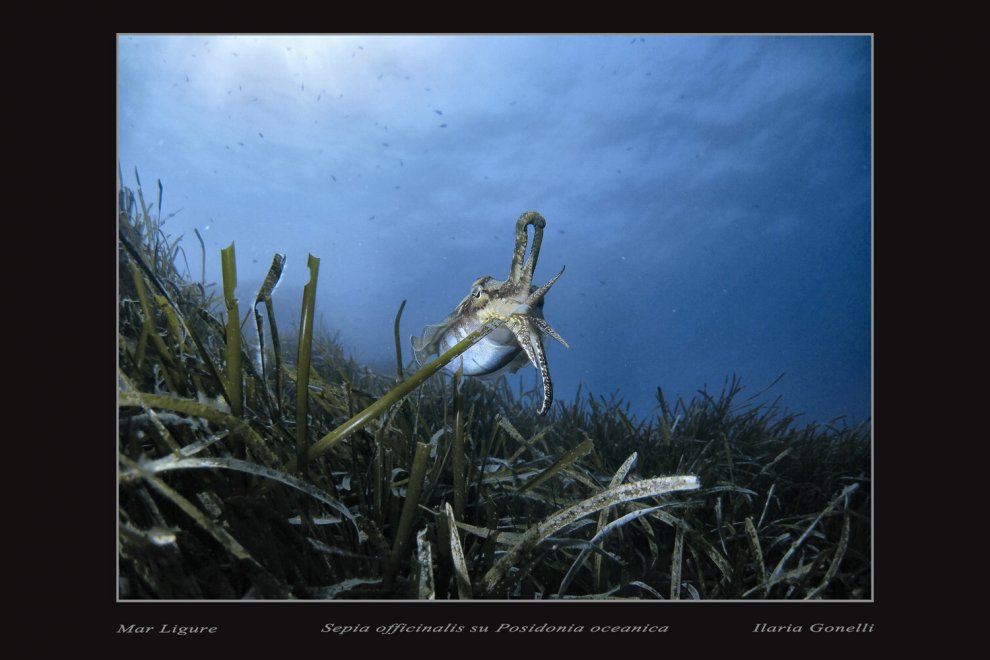 Biodiversità, una mostra racconta i fondali della Liguria al Parlamento Europeo