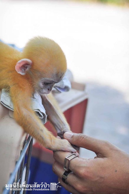 Thailandia, mano nella mano con il suo eroe: la seconda vita della scimmietta