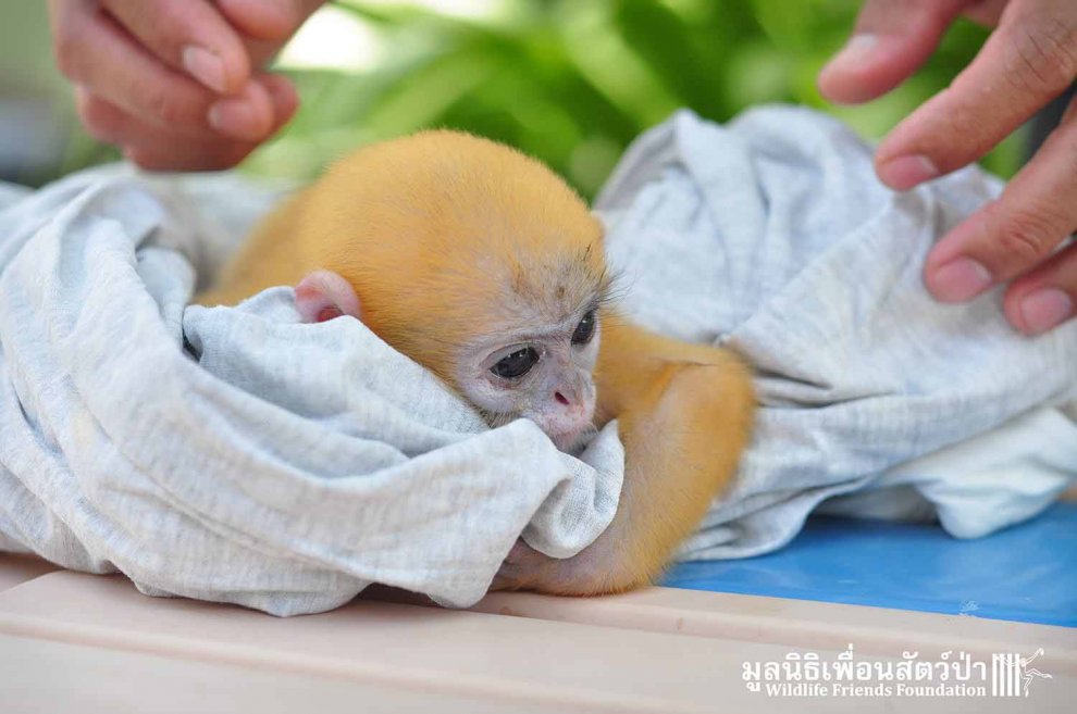 Thailandia, mano nella mano con il suo eroe: la seconda vita della scimmietta