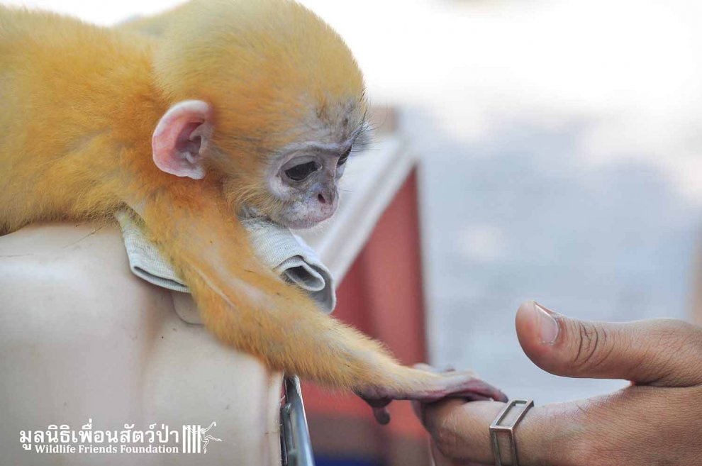 Thailandia, mano nella mano con il suo eroe: la seconda vita della scimmietta