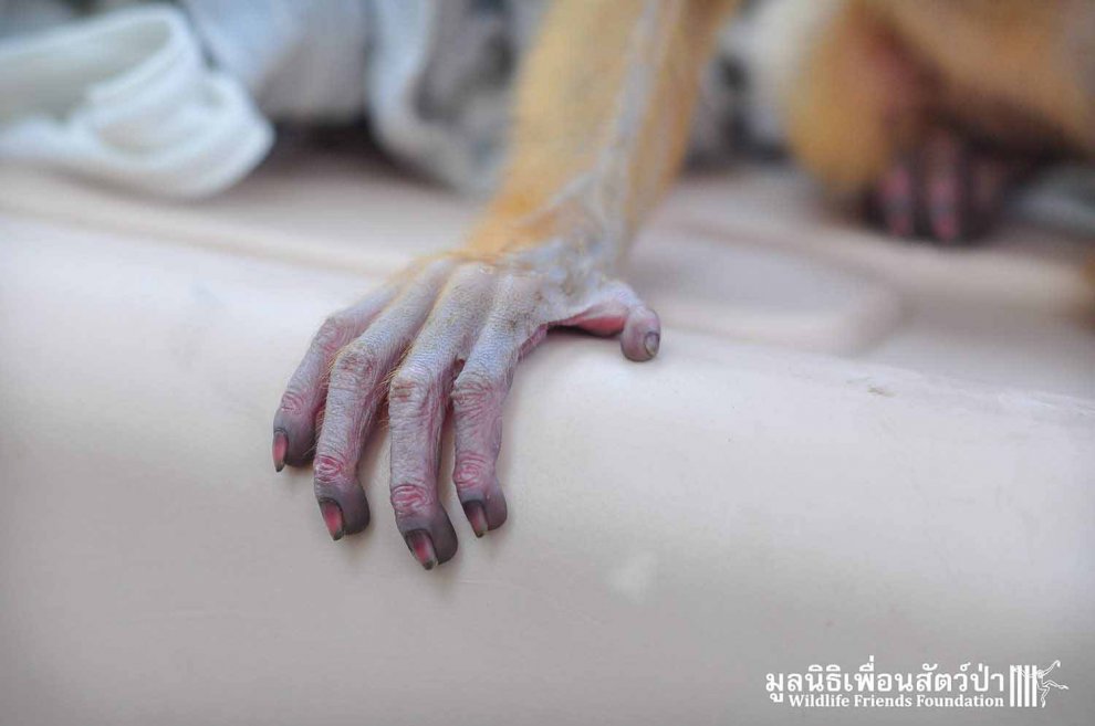 Thailandia, mano nella mano con il suo eroe: la seconda vita della scimmietta