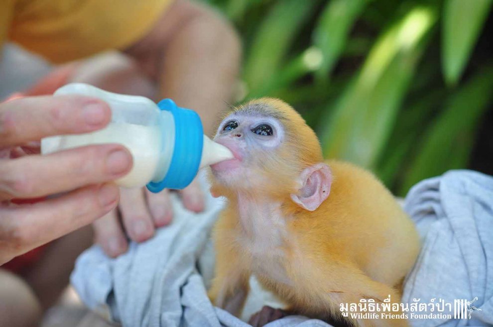 Thailandia, mano nella mano con il suo eroe: la seconda vita della scimmietta