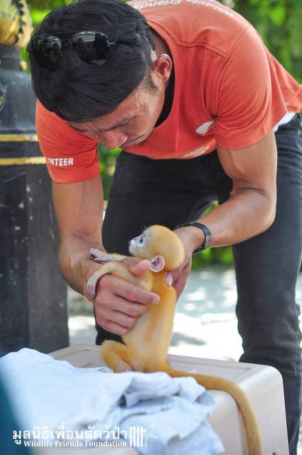 Thailandia, mano nella mano con il suo eroe: la seconda vita della scimmietta