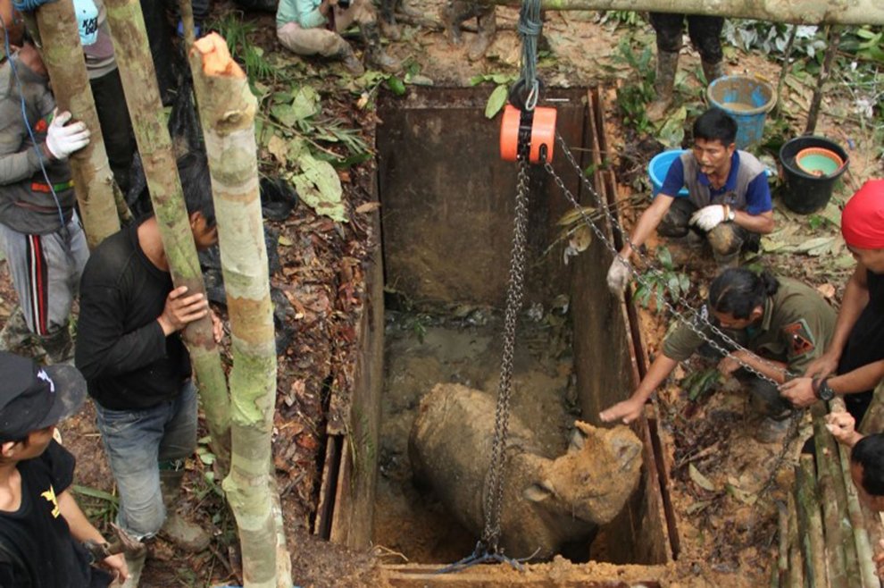 Borneo, il rinoceronte di Sumatra non è estinto: la scoperta del Wwf