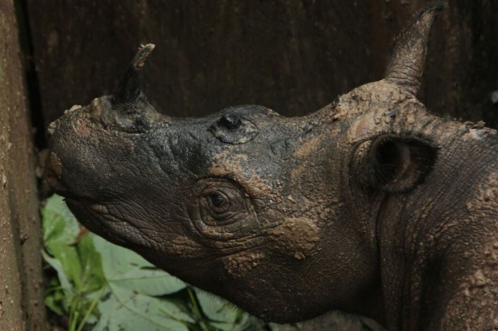 Borneo, il rinoceronte di Sumatra non è estinto: la scoperta del Wwf
