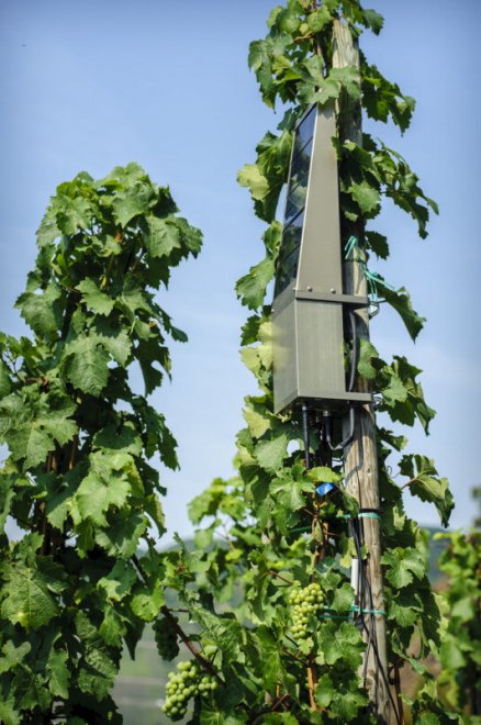 Con l’Internet delle Cose anche le vigne sono connesse