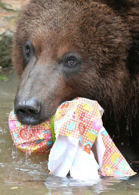 E' Pasqua anche allo zoo: uova speciali per orsi, leoni e lemuri