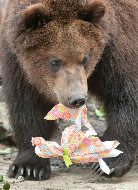 E' Pasqua anche allo zoo: uova speciali per orsi, leoni e lemuri