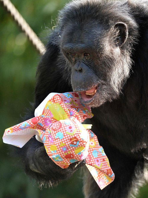 E' Pasqua anche allo zoo: uova speciali per orsi, leoni e lemuri