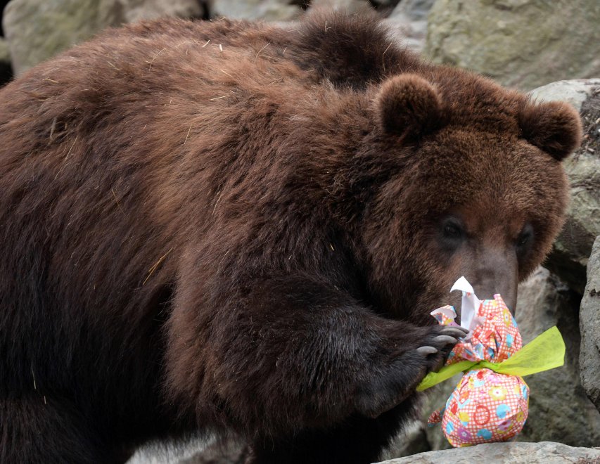 E' Pasqua anche allo zoo: uova speciali per orsi, leoni e lemuri