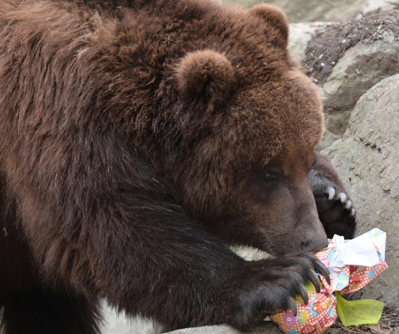 E' Pasqua anche allo zoo: uova speciali per orsi, leoni e lemuri