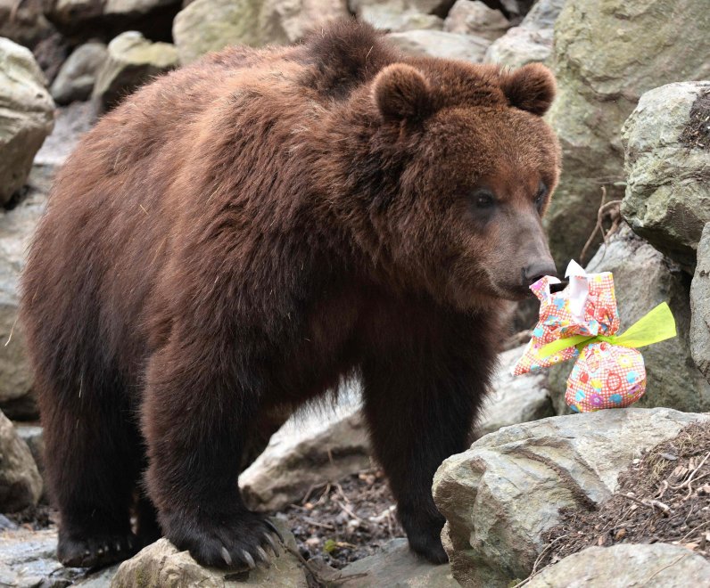 E' Pasqua anche allo zoo: uova speciali per orsi, leoni e lemuri