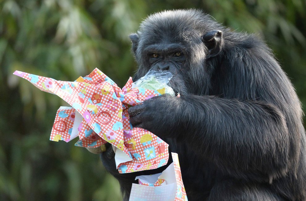 E' Pasqua anche allo zoo: uova speciali per orsi, leoni e lemuri