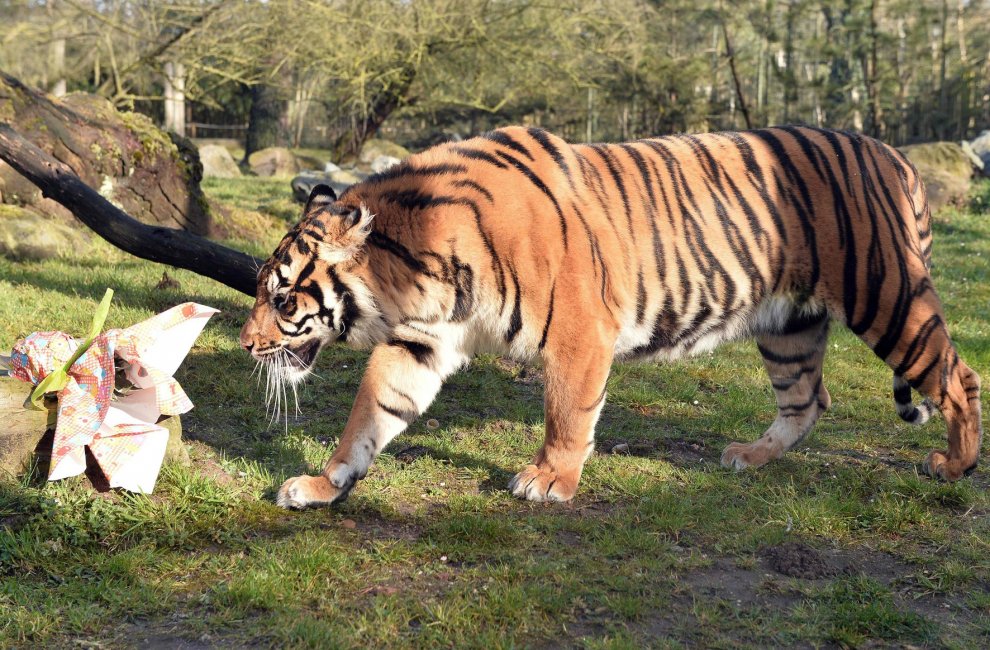 E' Pasqua anche allo zoo: uova speciali per orsi, leoni e lemuri