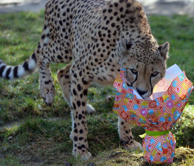 E' Pasqua anche allo zoo: uova speciali per orsi, leoni e lemuri