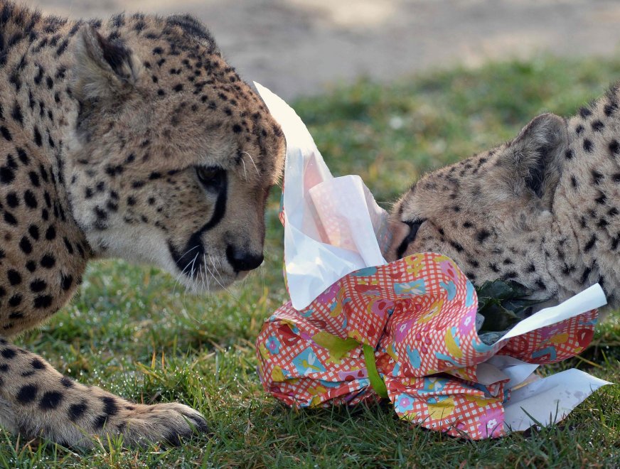 E' Pasqua anche allo zoo: uova speciali per orsi, leoni e lemuri