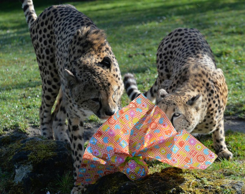 E' Pasqua anche allo zoo: uova speciali per orsi, leoni e lemuri