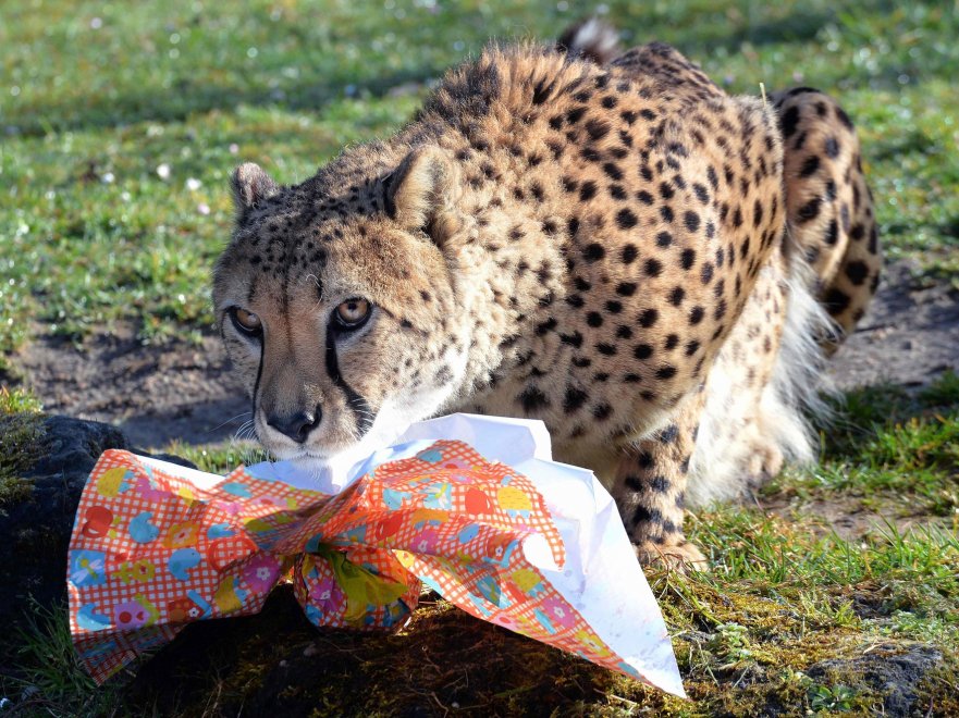 E' Pasqua anche allo zoo: uova speciali per orsi, leoni e lemuri