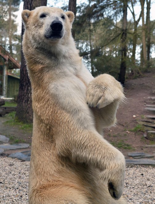 E' Pasqua anche allo zoo: uova speciali per orsi, leoni e lemuri
