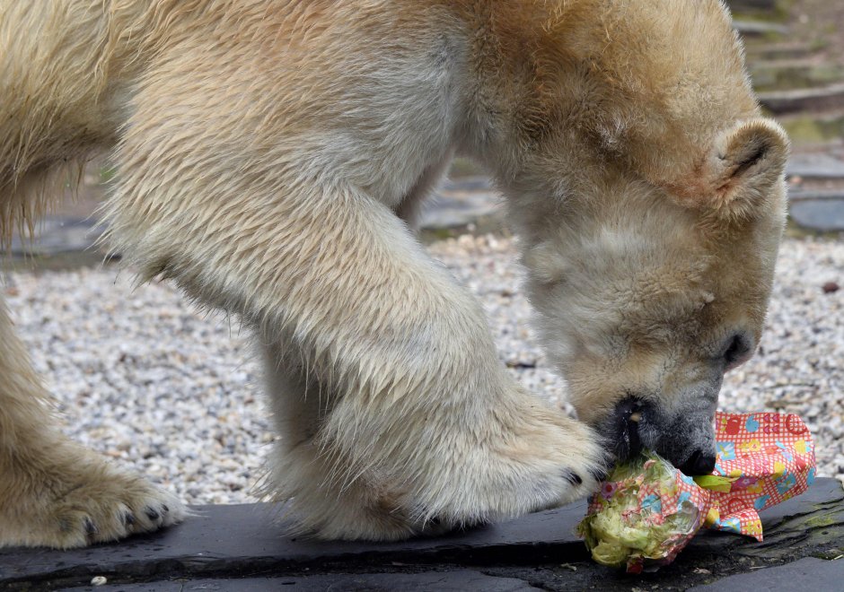 E' Pasqua anche allo zoo: uova speciali per orsi, leoni e lemuri