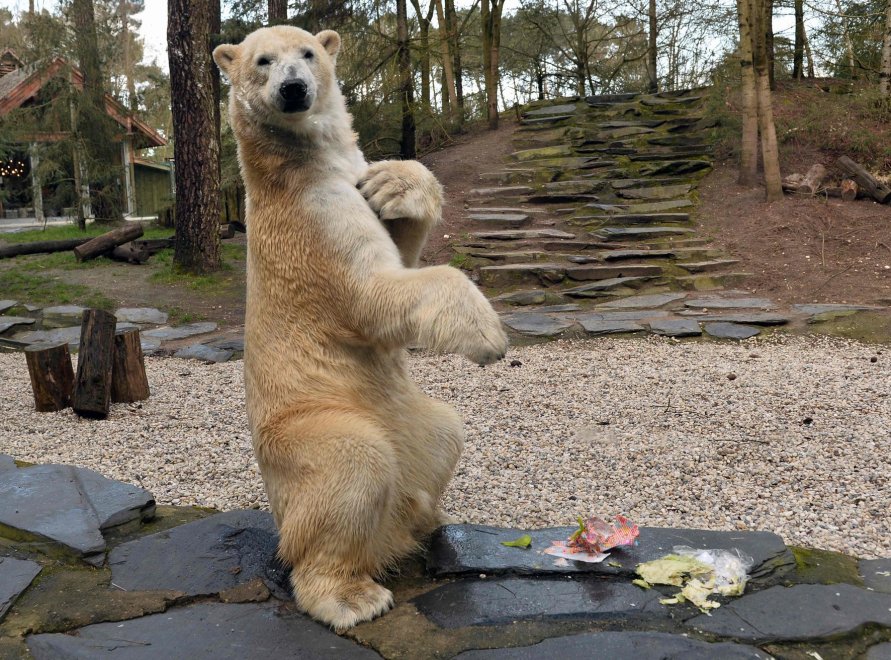 E' Pasqua anche allo zoo: uova speciali per orsi, leoni e lemuri