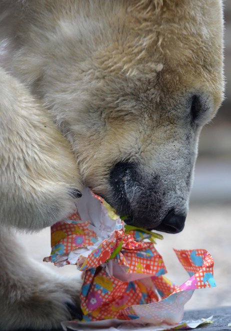 E' Pasqua anche allo zoo: uova speciali per orsi, leoni e lemuri